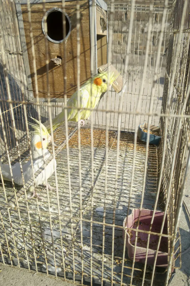 Cockatiel plus Mianwali Hen — photo 6