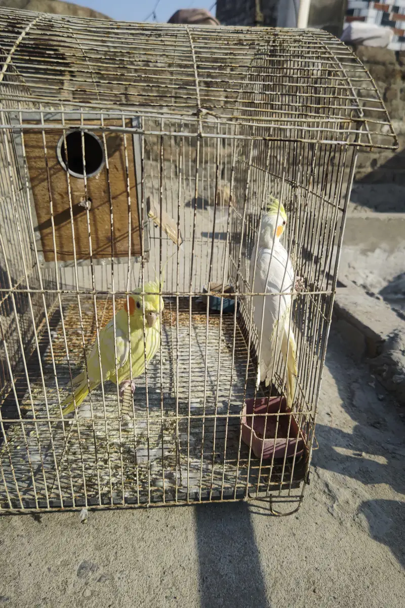 Cockatiel plus Mianwali Hen — photo 7
