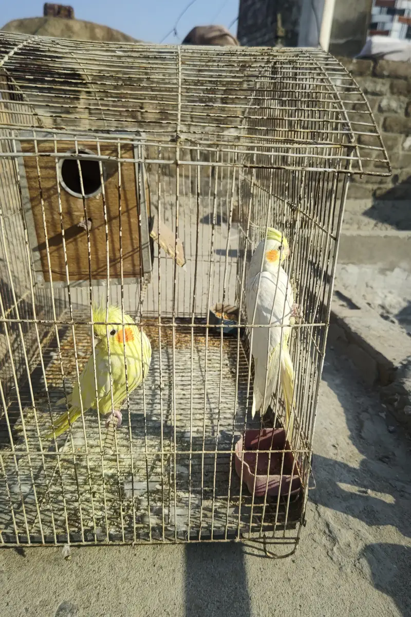 Cockatiel plus Mianwali Hen — photo 8