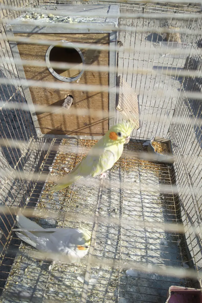 Cockatiel plus Mianwali Hen — photo 10