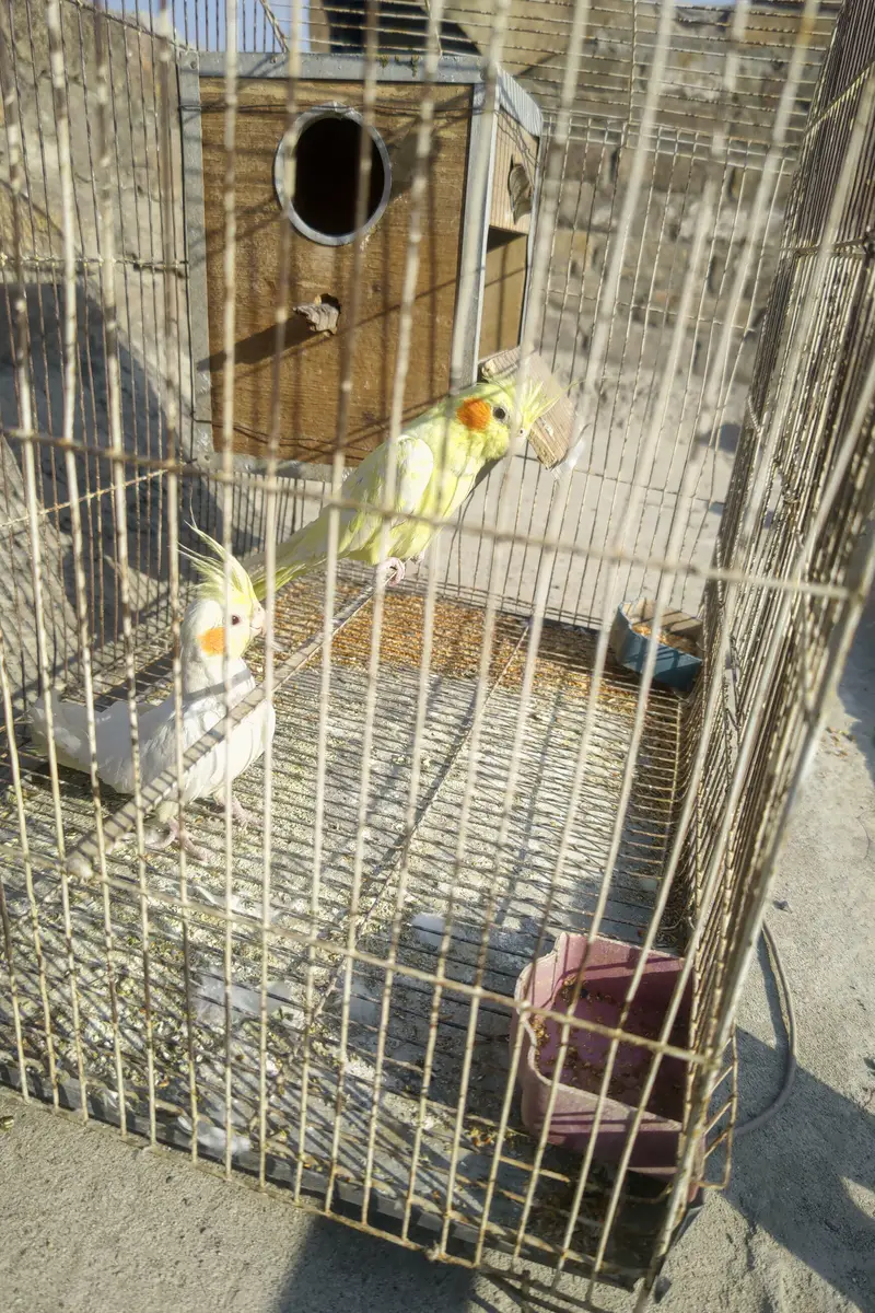 Cockatiel plus Mianwali Hen — photo 11