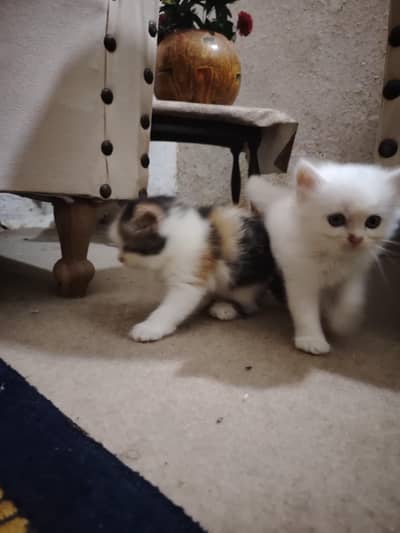Persian Kittens for Sale - 2 Months Old - 3 Colors Available