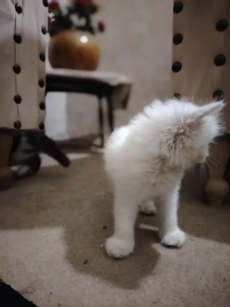 Persian Kittens for Sale - 2 Months Old - 3 Colors Available — photo 2