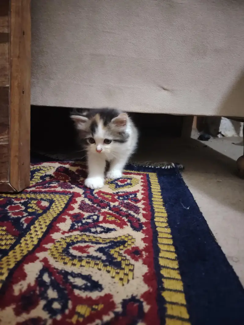 Persian Kittens for Sale - 2 Months Old - 3 Colors Available — photo 3