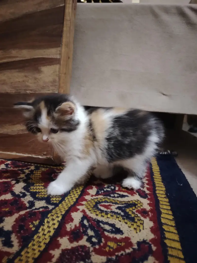 Persian Kittens for Sale - 2 Months Old - 3 Colors Available — photo 4