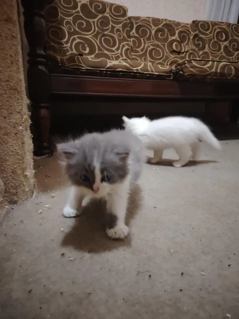 Persian Kittens for Sale - 2 Months Old - 3 Colors Available — photo 5