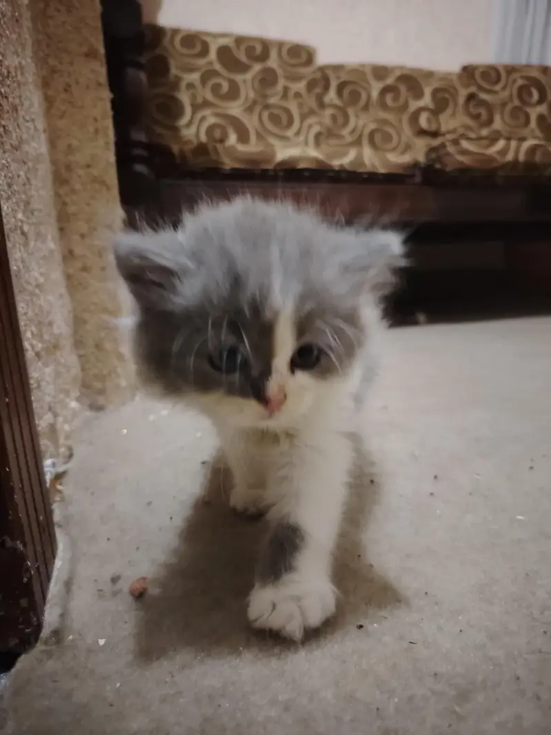 Persian Kittens for Sale - 2 Months Old - 3 Colors Available — photo 6
