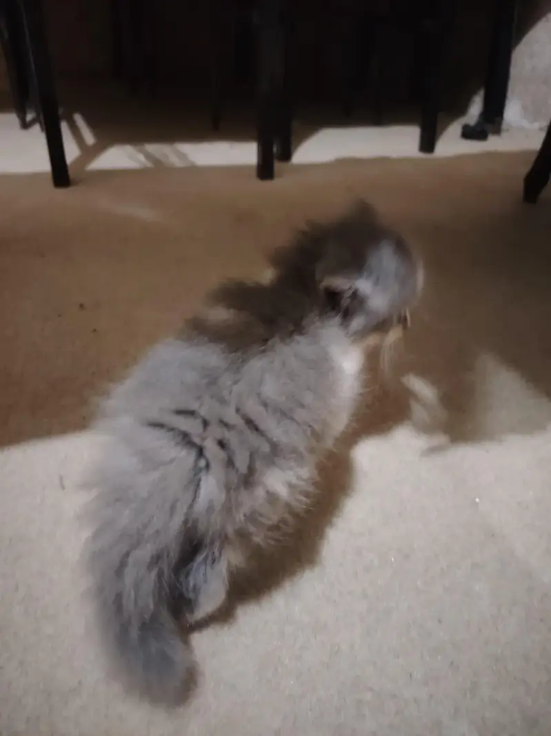 Persian Kittens for Sale - 2 Months Old - 3 Colors Available — photo 7