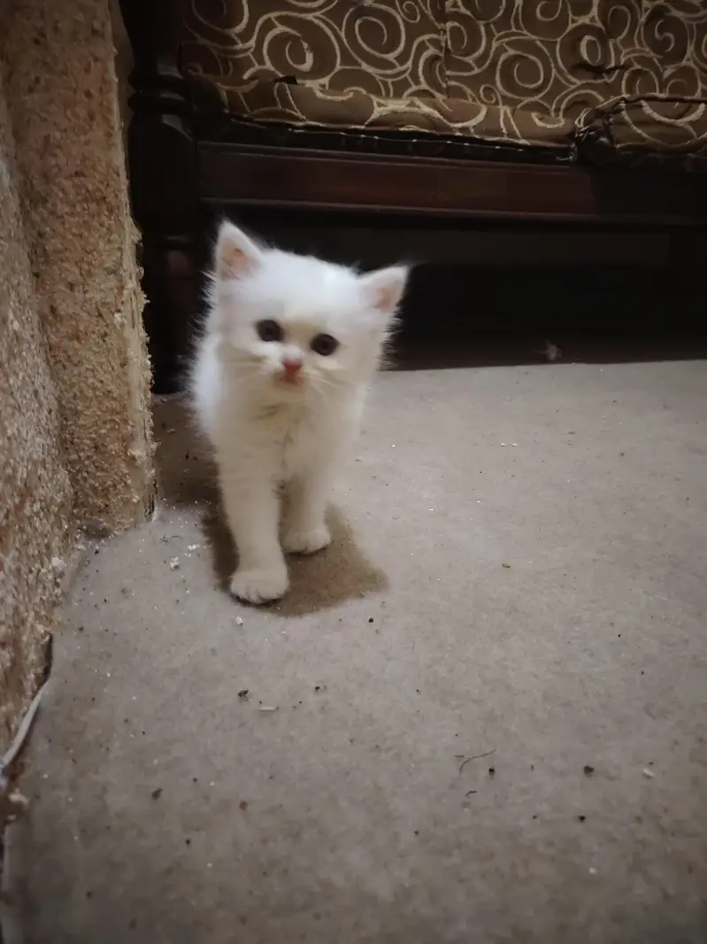 Persian Kittens for Sale - 2 Months Old - 3 Colors Available — photo 8