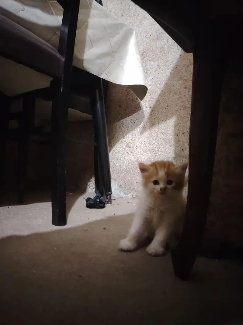 Persian Kittens for Sale - 2 Months Old - 3 Colors Available — photo 9