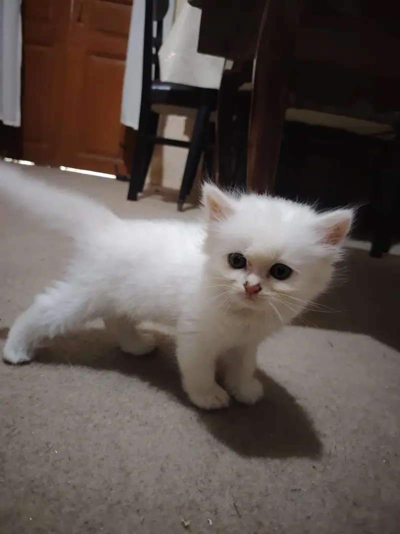 Persian Kittens for Sale - 2 Months Old - 3 Colors Available — photo 10