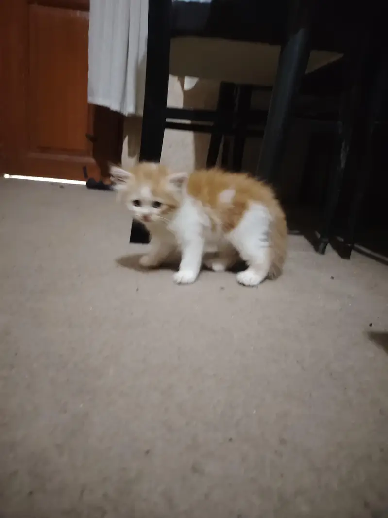 Persian Kittens for Sale - 2 Months Old - 3 Colors Available — photo 11