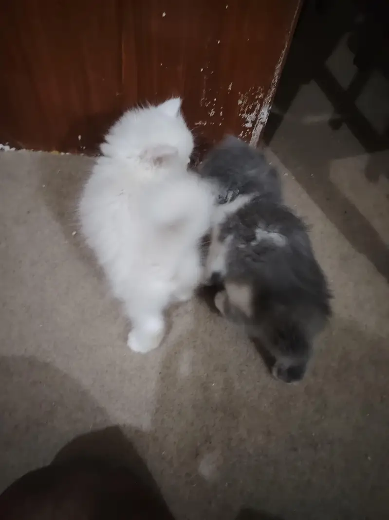 Persian Kittens for Sale - 2 Months Old - 3 Colors Available — photo 12