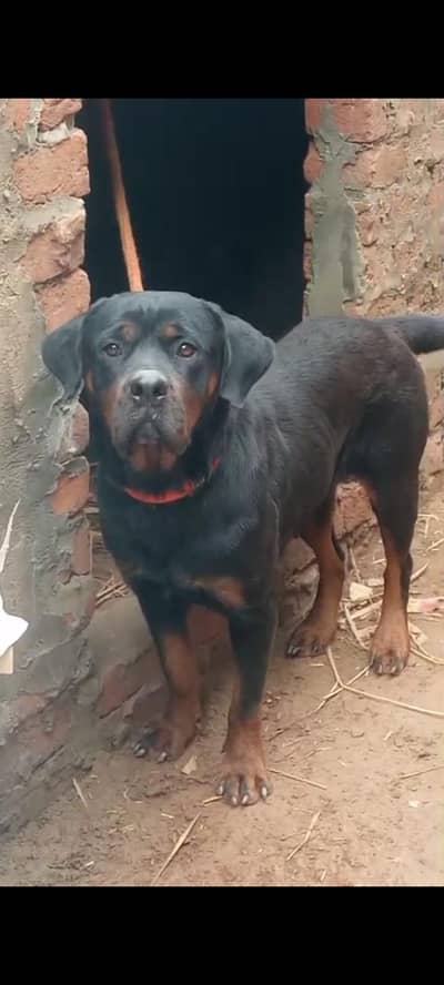 Rottweiler  female for sale