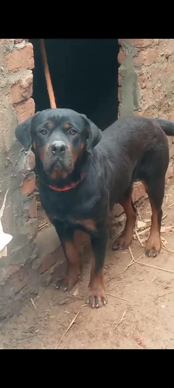 Rottweiler  female for sale — photo 2