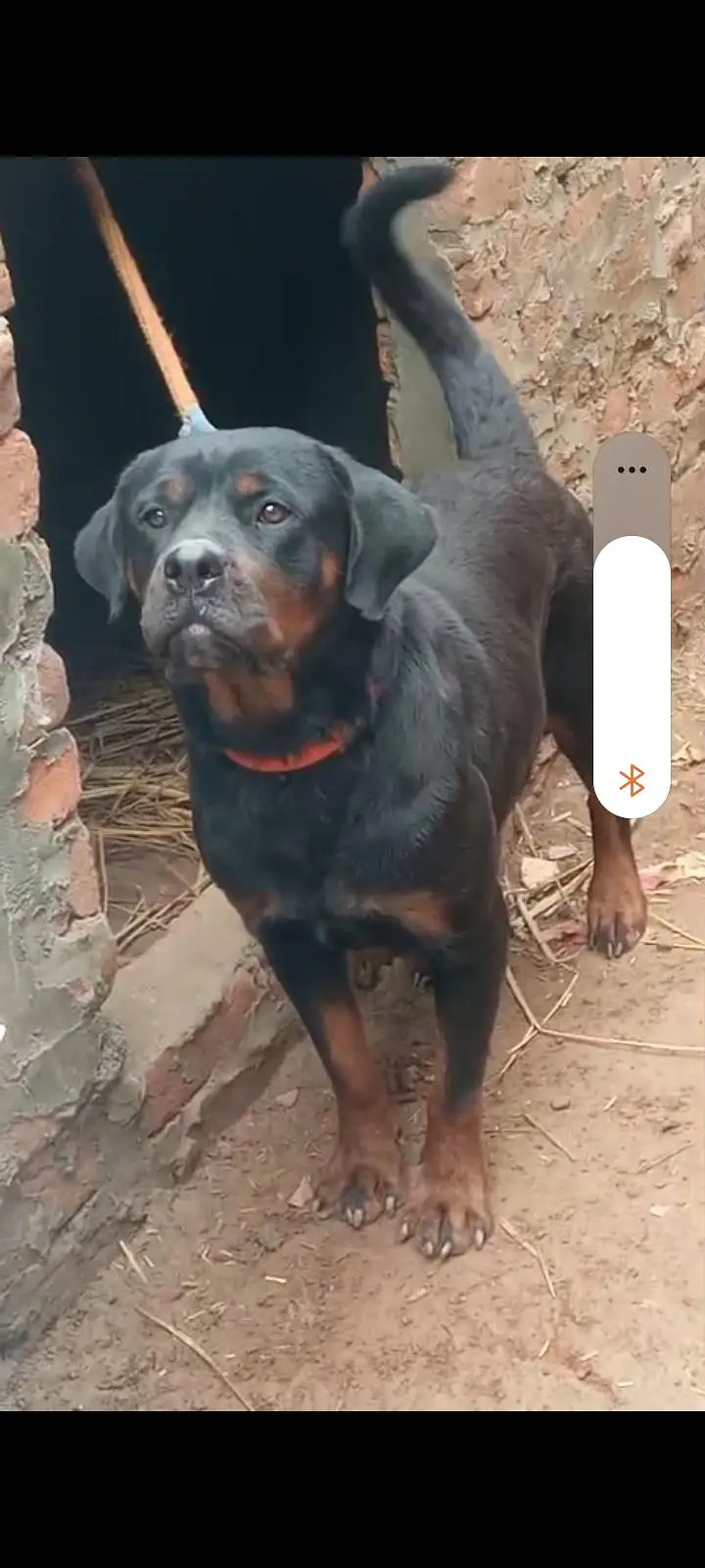 Rottweiler  female for sale — photo 3
