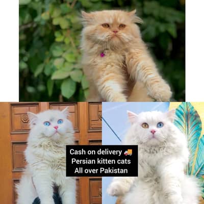 cash on delivery Persian kitten cats