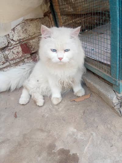 beautiful cat