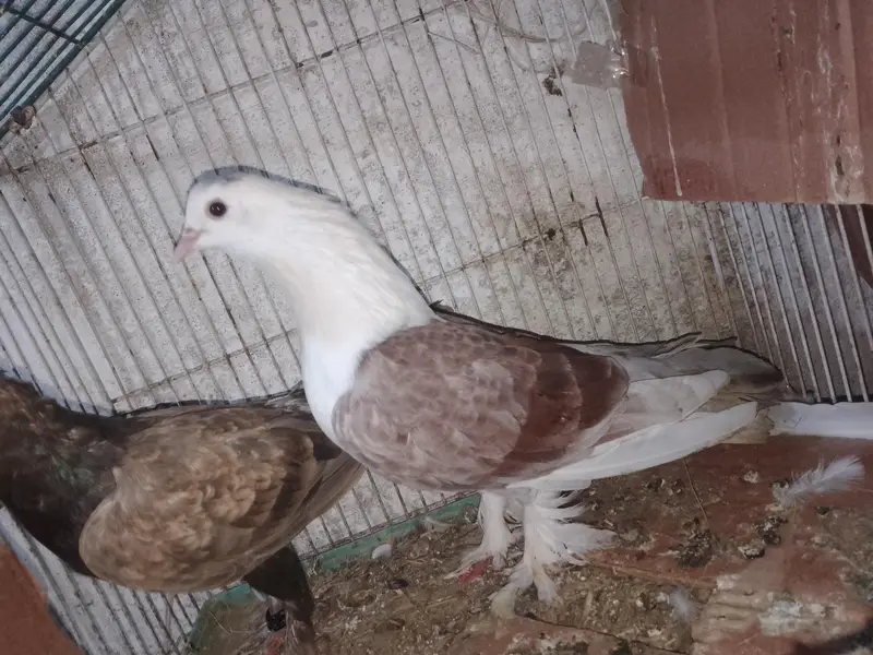 sherazi lakha cros — photo 3