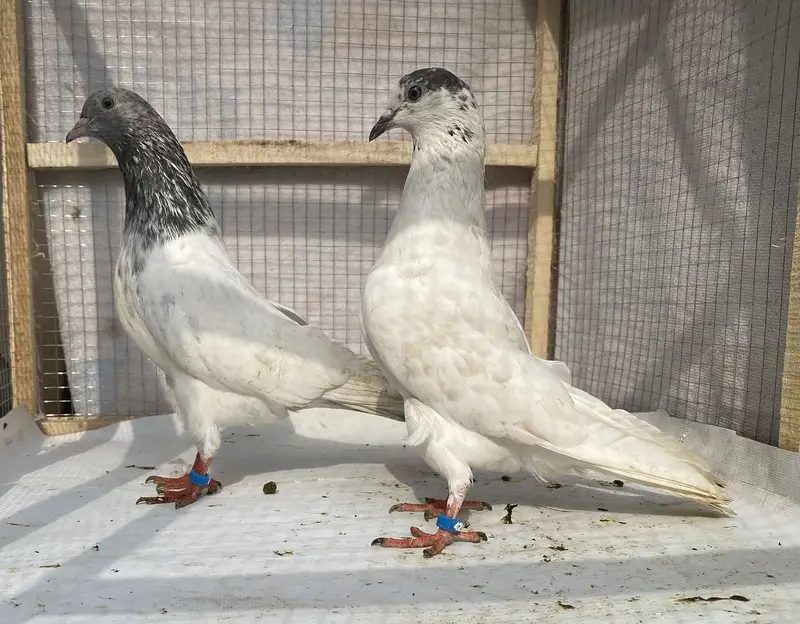 Lakhy resulted bredr pair avil — photo 11