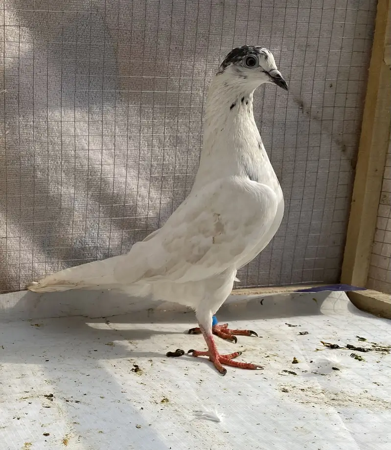 Lakhy resulted bredr pair avil — photo 12