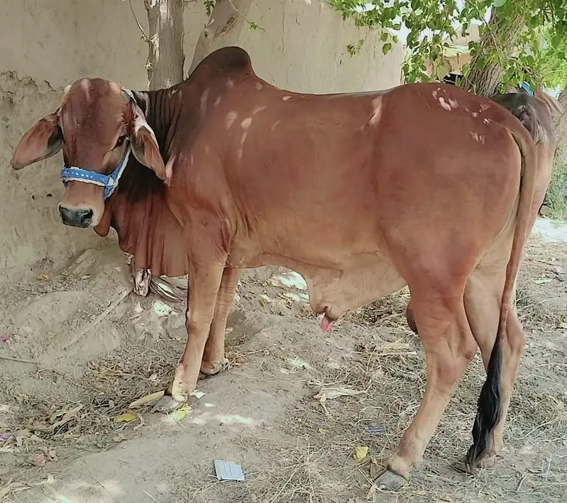 Male Bull — photo 2