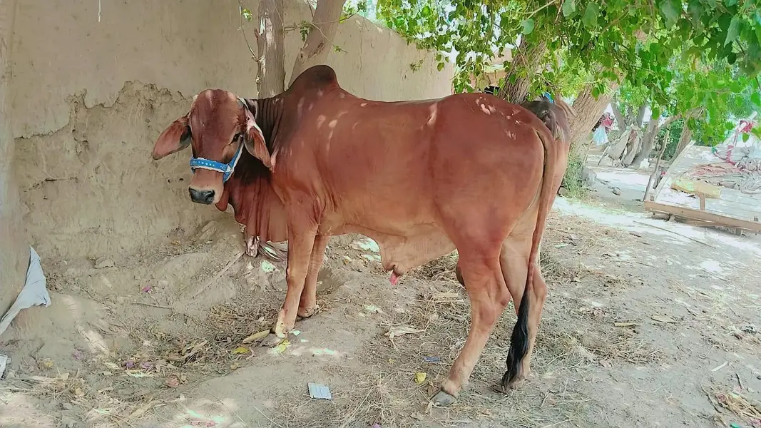 Male Bull — photo 3
