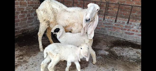 KAJLI SHEEP WITH 2 KIDS