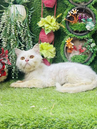 Persian beautiful trimed male cat