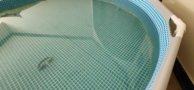 Intex Swimming Pool Available for Sale