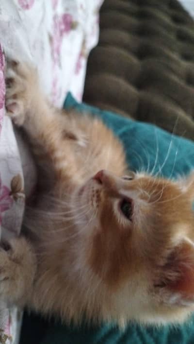 Persian kitten | Siamese | Blue Eyes | white| Cat | Persian | cat