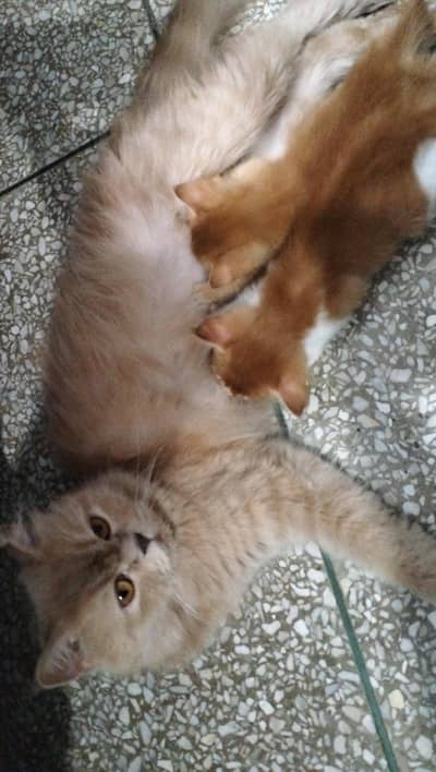 Persian kitten | Siamese | Blue Eyes | white| Cat | Persian | cat
