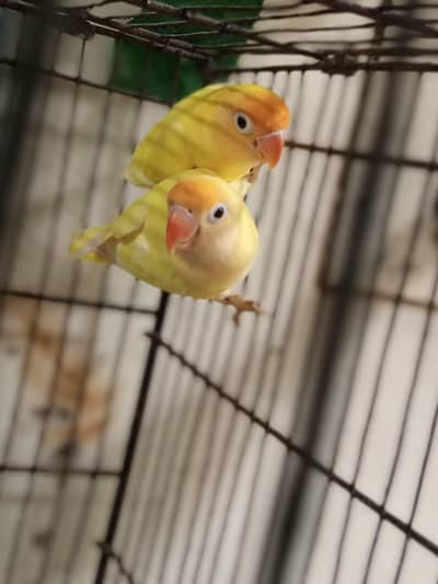 Breeder pair