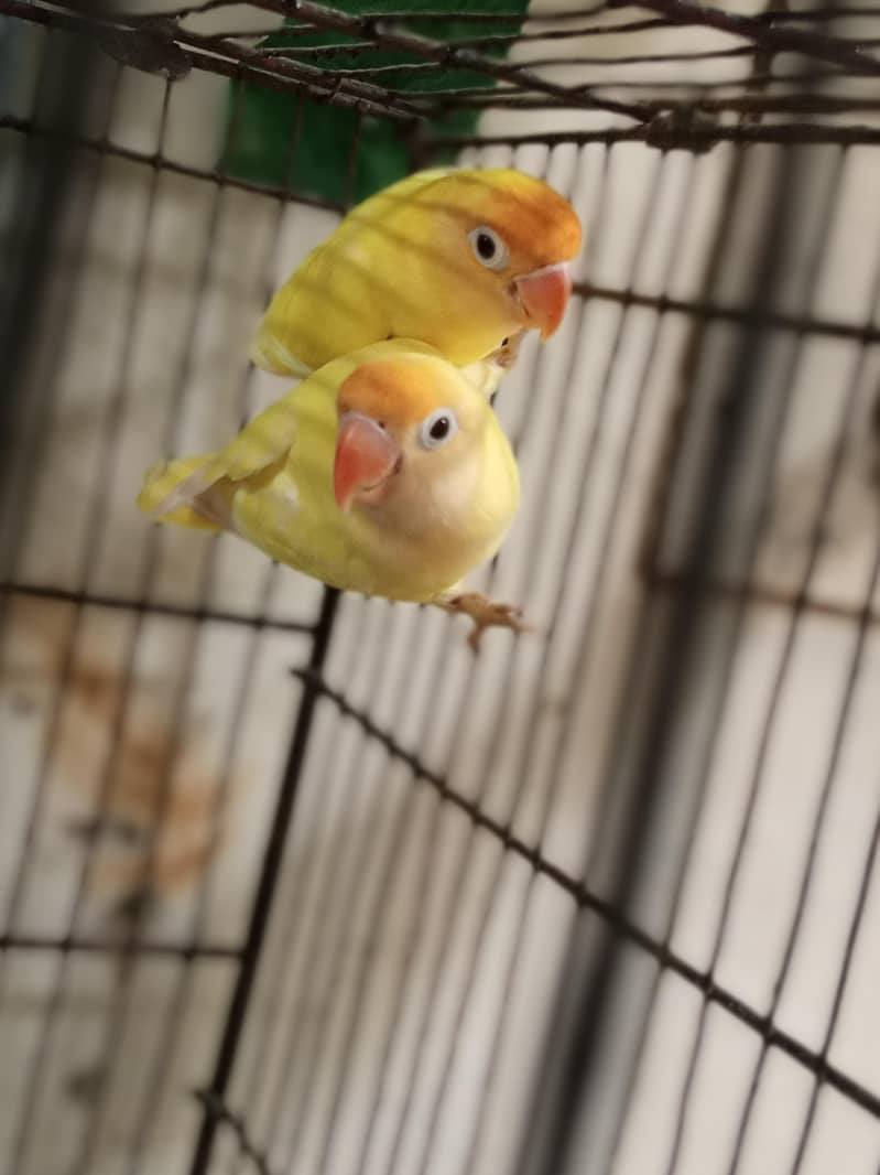 Breeder pair 0