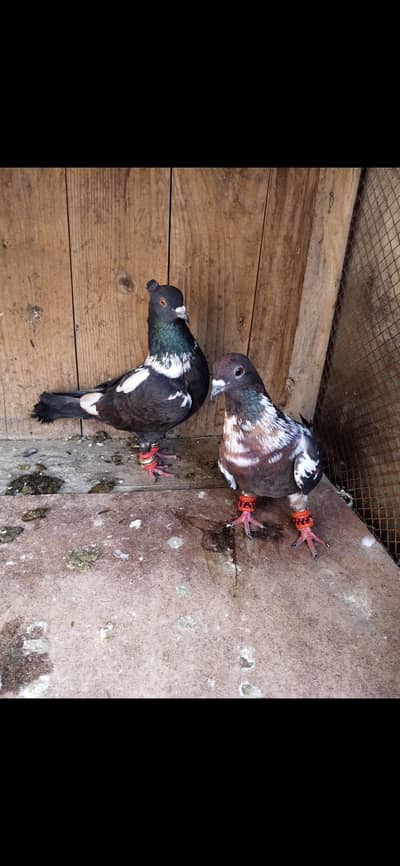 Pigeon available location Muzaffarghr
