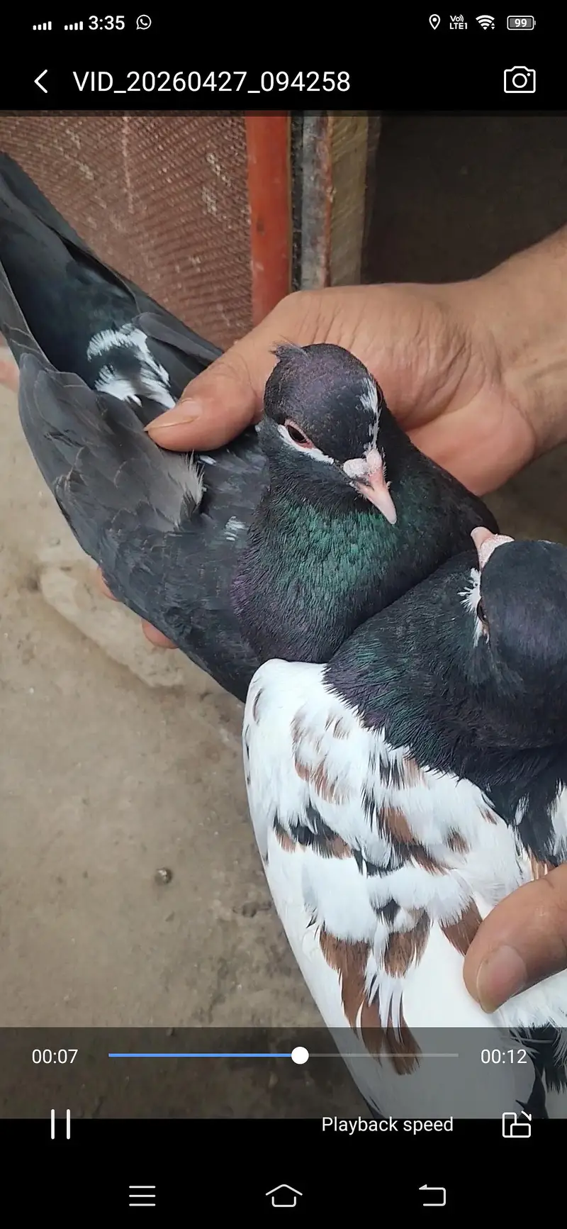 Pigeon available location Muzaffarghr — photo 2