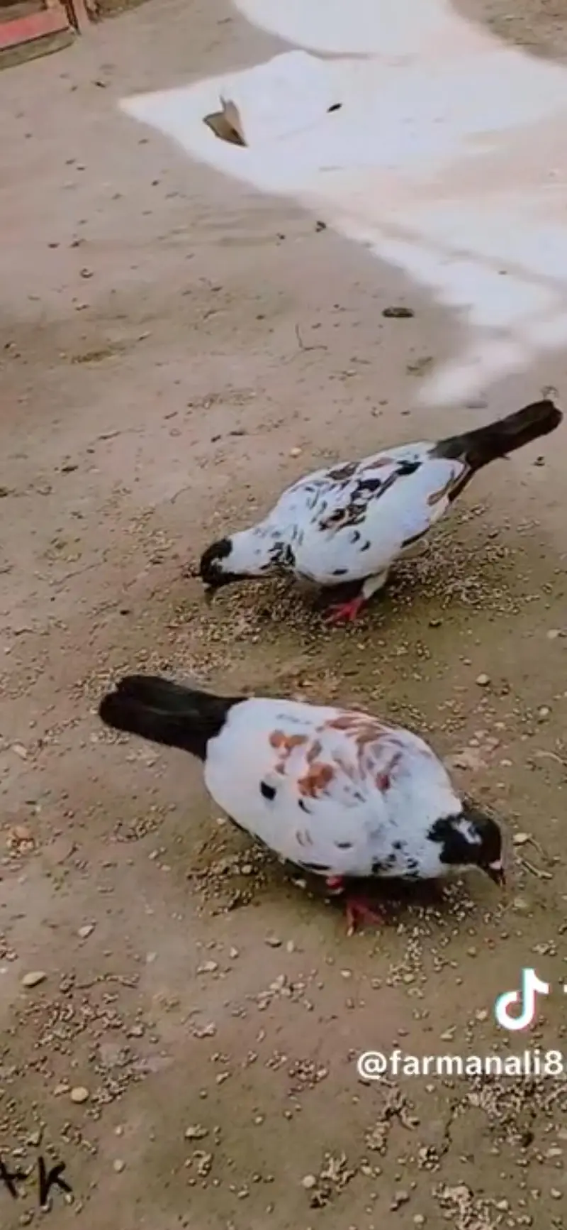 Pigeon available location Muzaffarghr — photo 3