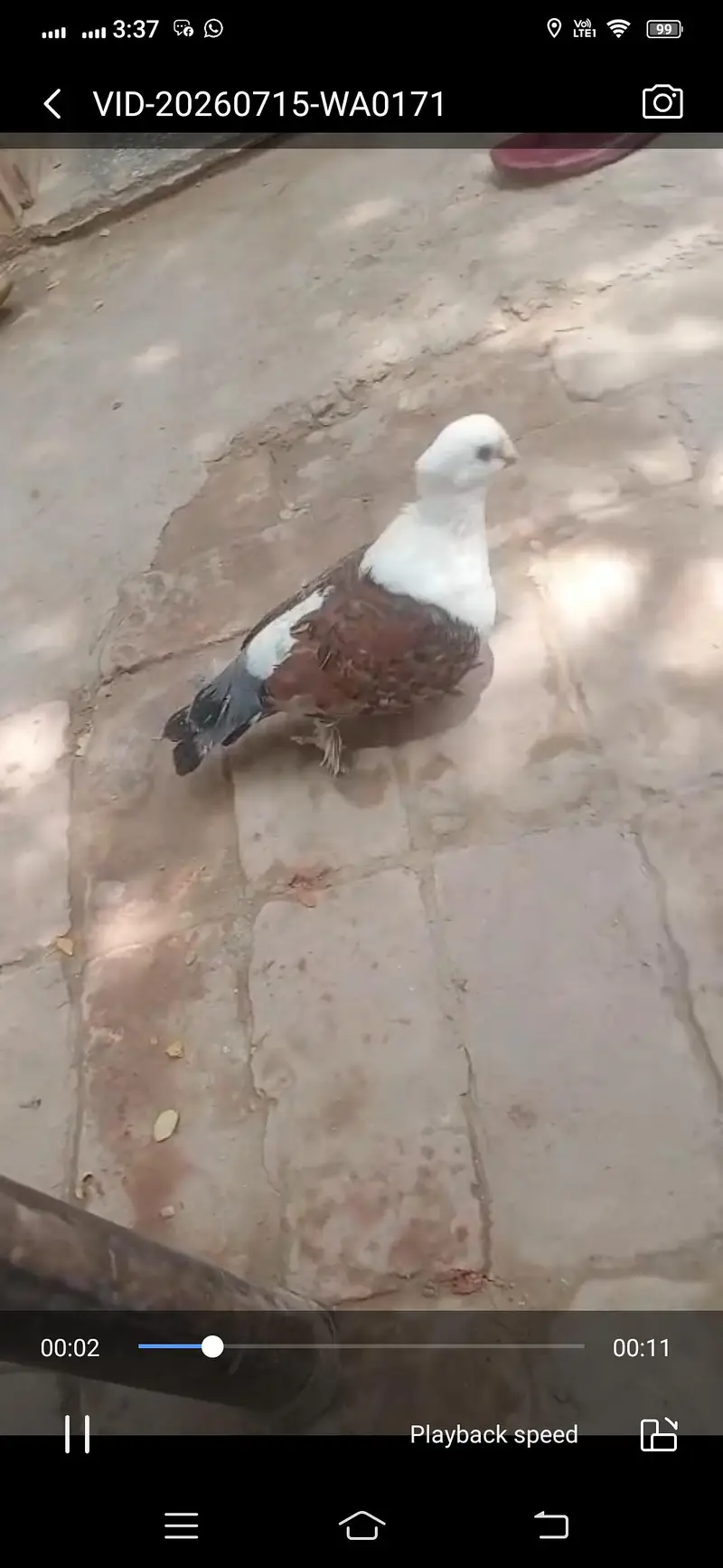 Pigeon available location Muzaffarghr — photo 4