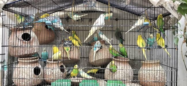 budges & zebra finch