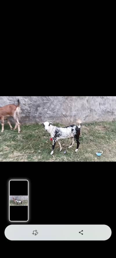 goat teeda male 0zize desi female 55k pair price fnl