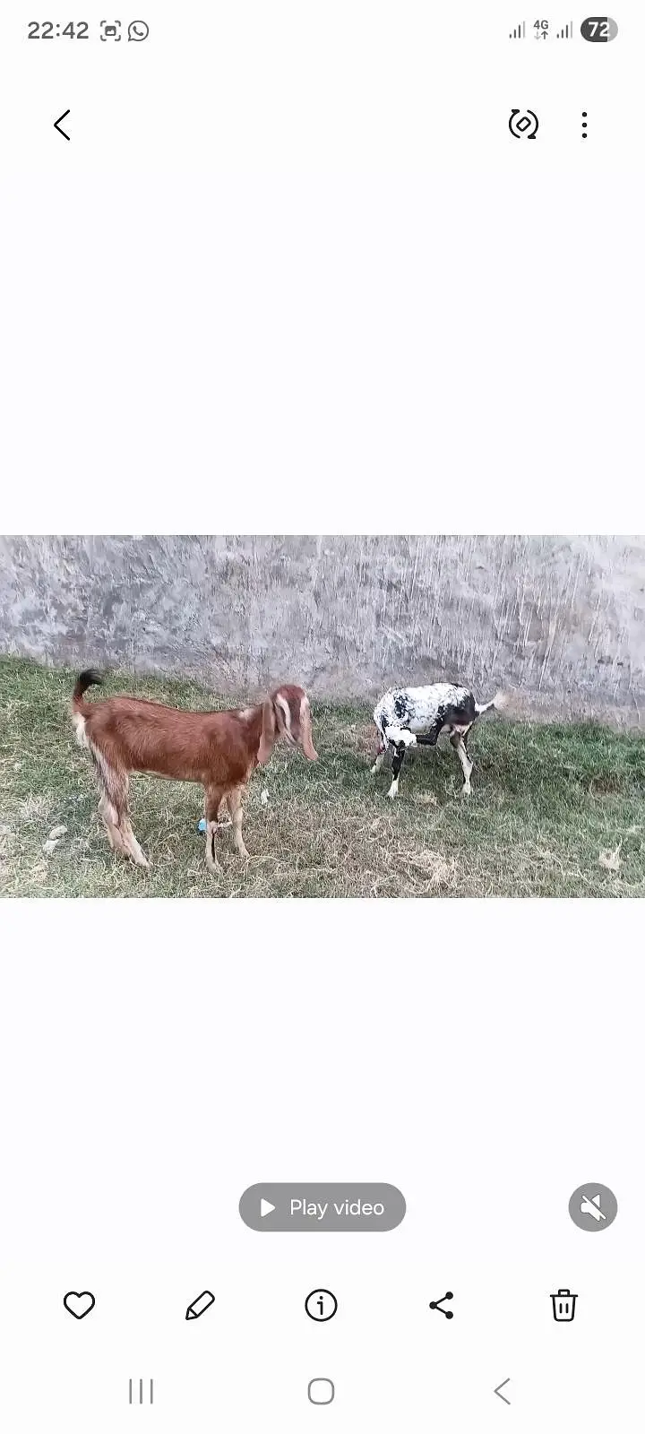 goat teeda male 0zize desi female 55k pair price fnl — photo 2