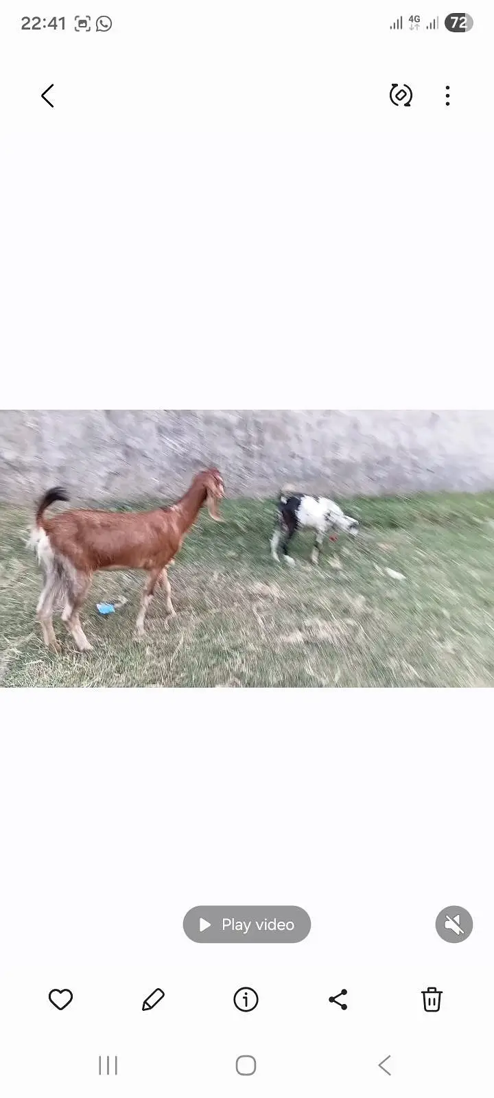 goat teeda male 0zize desi female 55k pair price fnl — photo 3