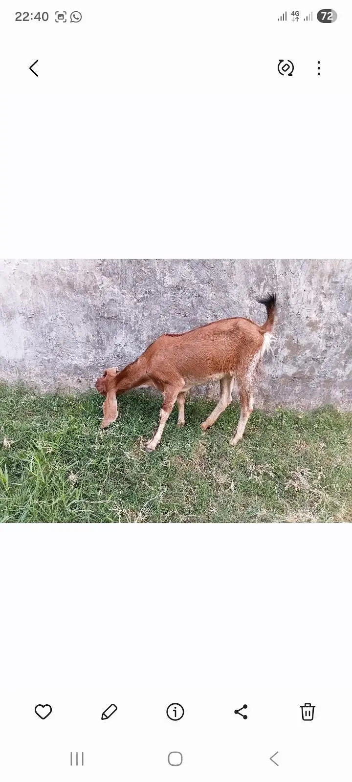 goat teeda male 0zize desi female 55k pair price fnl — photo 4
