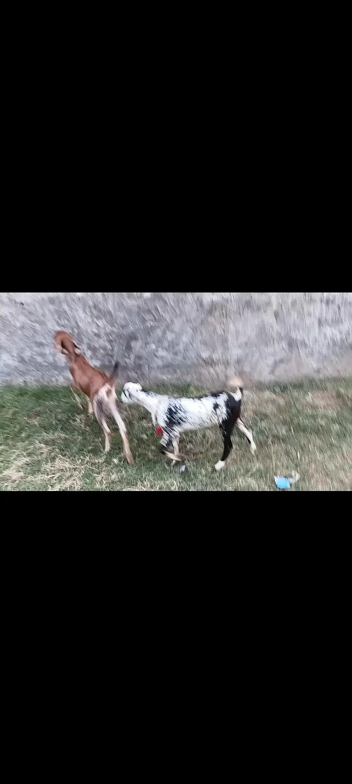 goat teeda male 0zize desi female 55k pair price fnl — photo 6