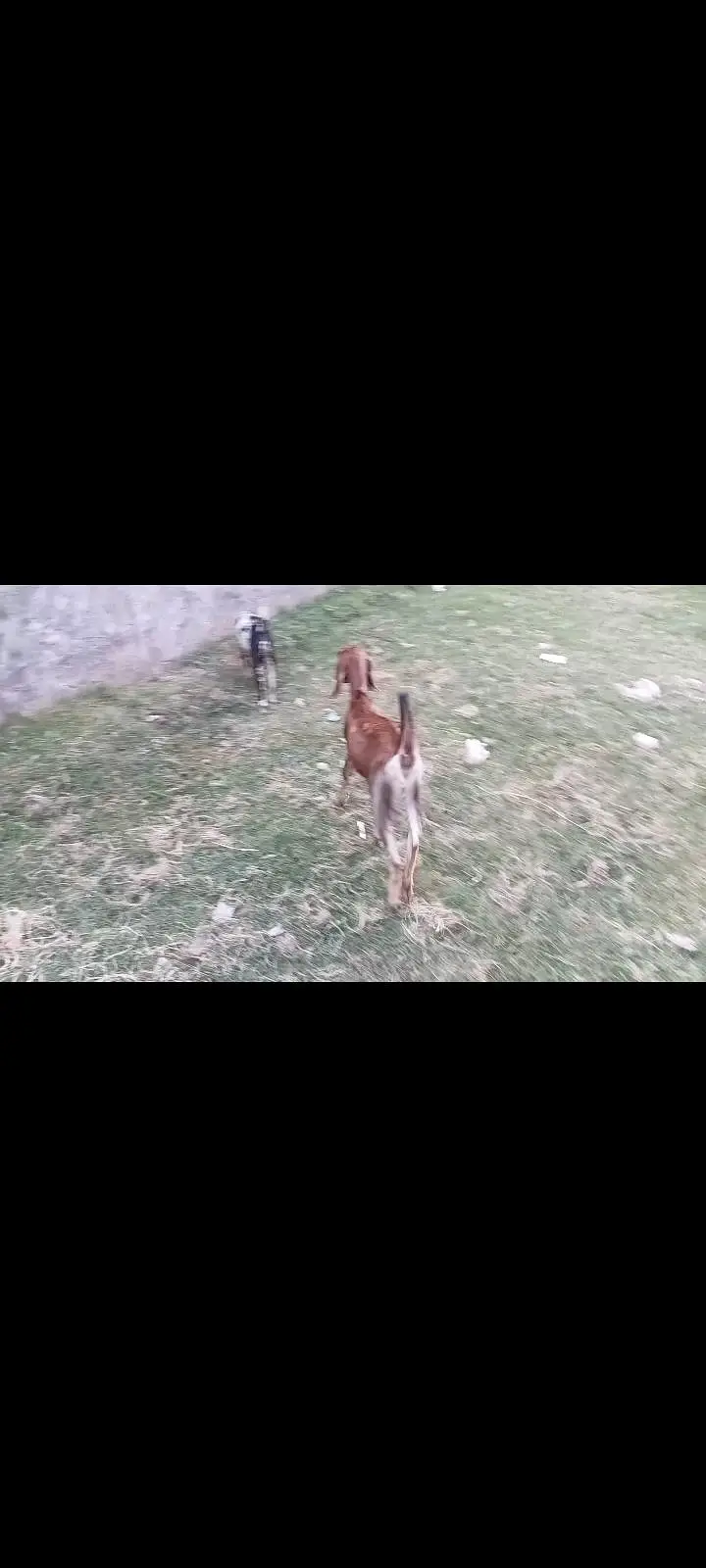 goat teeda male 0zize desi female 55k pair price fnl — photo 7