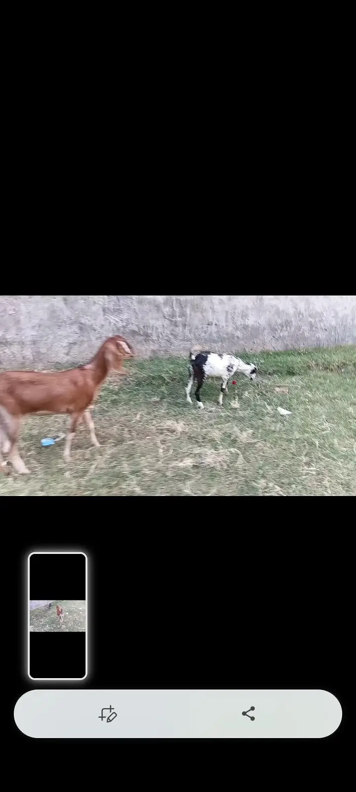 goat teeda male 0zize desi female 55k pair price fnl — photo 8