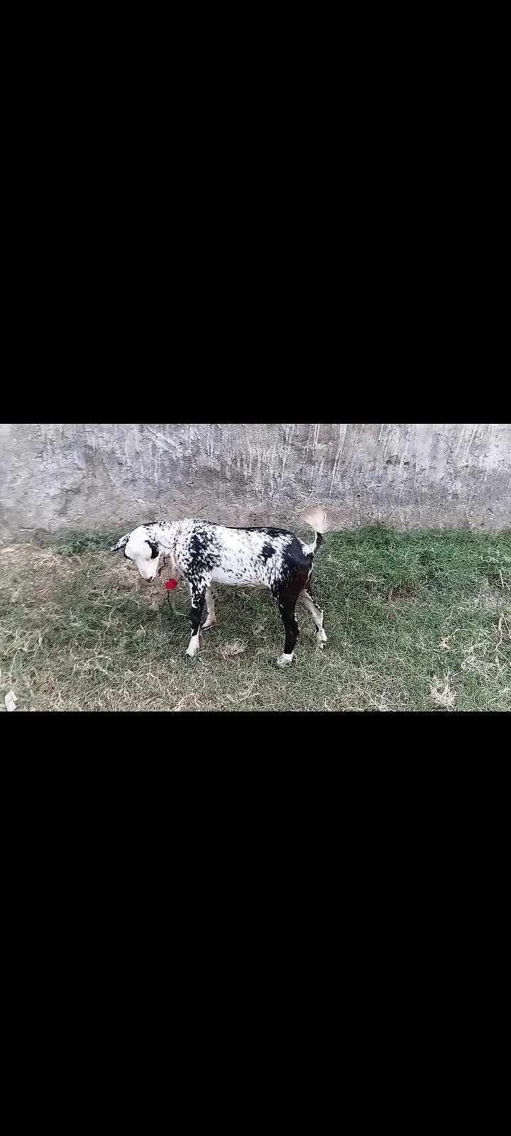 goat teeda male 0zize desi female 55k pair price fnl — photo 9