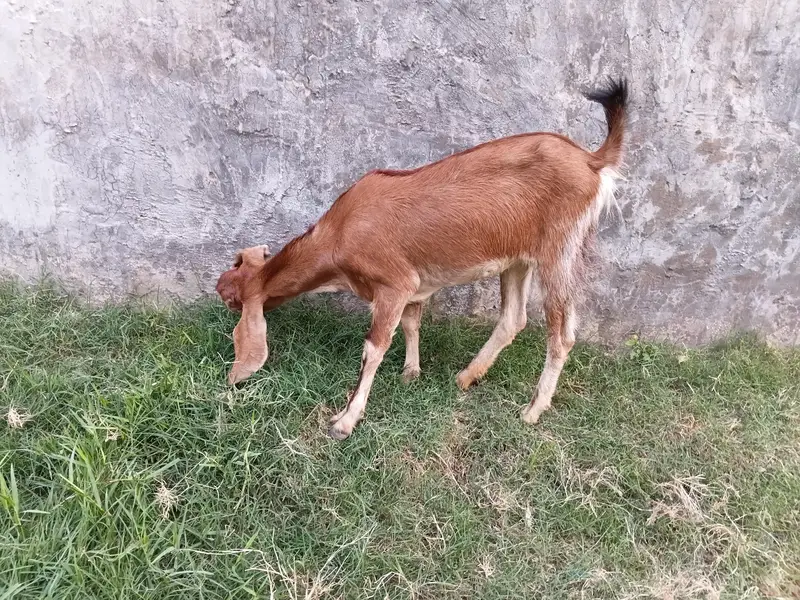goat teeda male 0zize desi female 55k pair price fnl — photo 10