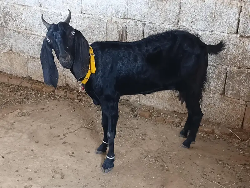 goat teeda male 0zize desi female 55k pair price fnl — photo 11