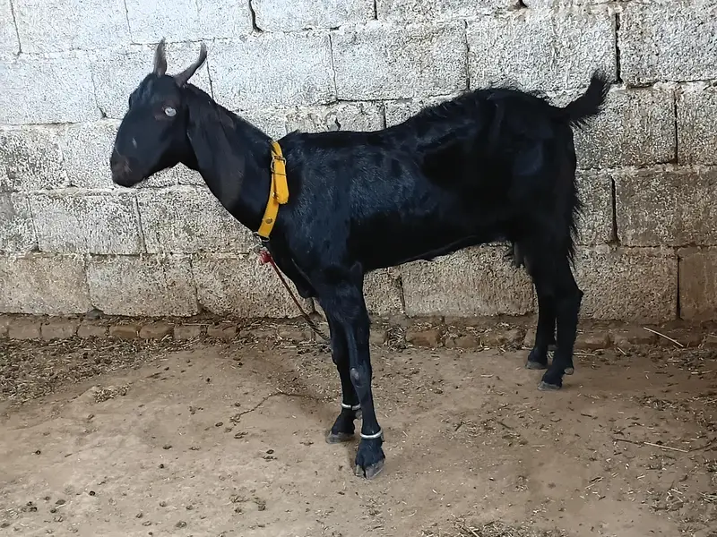 goat teeda male 0zize desi female 55k pair price fnl — photo 12